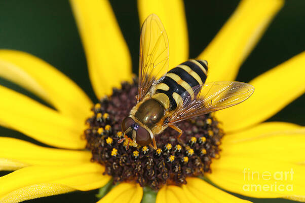 Wall Art featuring the photograph Flower Fly And Yellow Flower by Clarence Holmes