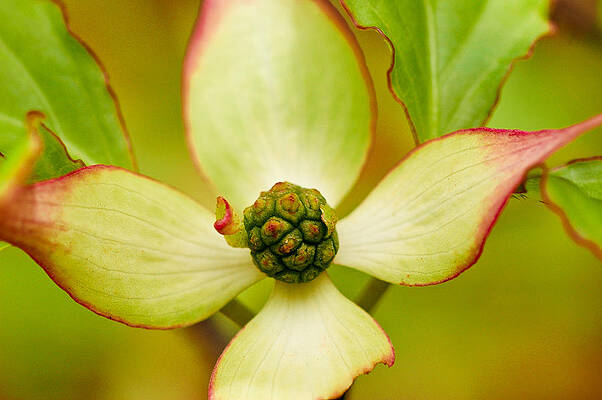 Flower by Jeneva Adams