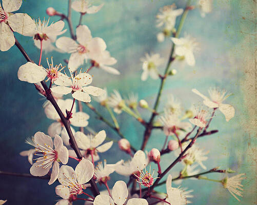 Flower Season by Lupen Grainne Flower Season by Lupen Grainne