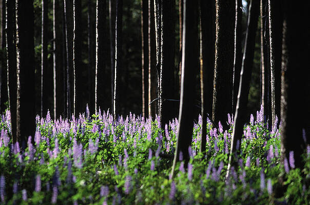 Wall Art - Photograph - Flowers, Signal Mountain Trees Forest by Jose Azel
