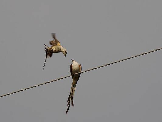 Flycatchers by Billy Griffis Jr Flycatchers by Billy Griffis Jr