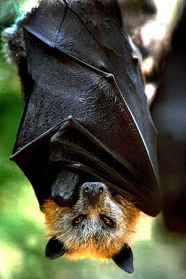 Flying Fox by J Brett Whitesell