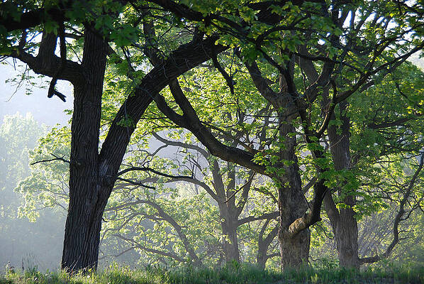 Fog Lifting on a Spring Morning in Minnesota by Cascade Colors Fog Lifting on a Spring Morning in Minnesota by Cascade Colors