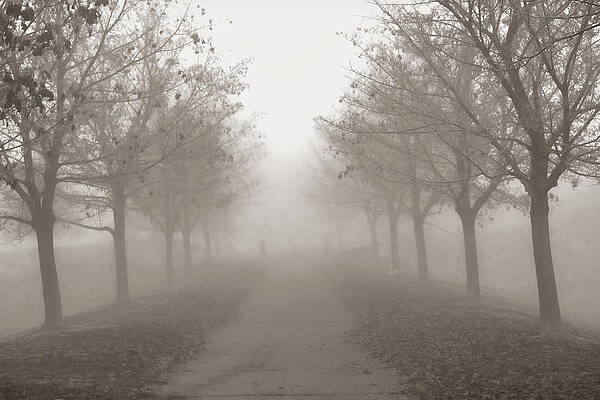 Fog Monochrome by Kathy Bassett Fog Monochrome by Kathy Bassett