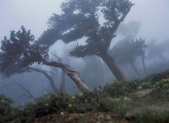 Fog on Mt. Evans by David Schutt