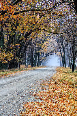 Wall Art - Photograph - Foggy Tree Tunnel by Kevin Anderson