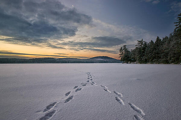Wall Art - Photograph - Footsteps in the Snow by Darylann Leonard Photography