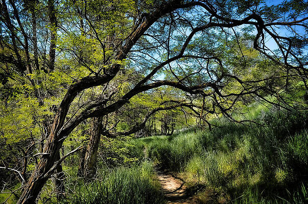 Foreboding Trees-Five Mile Trail by John Drew