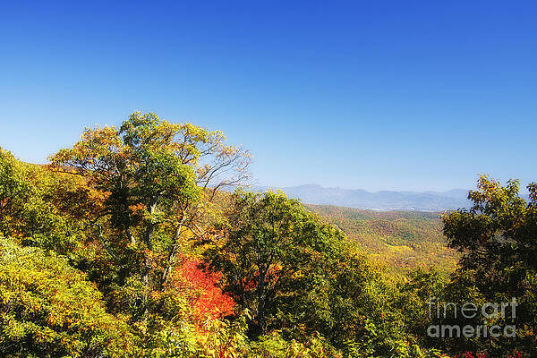 Wall Art - Photograph - Forest and Mountains by Jill Lang