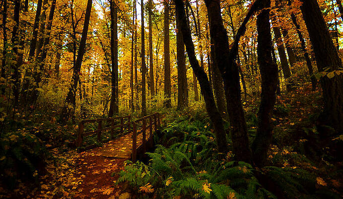 Forest Bridge by Matt Hanson Forest Bridge by Matt Hanson