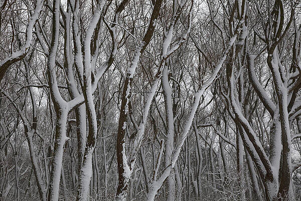 Forest covered with snow. by IMAVIEW Photo and Design Forest covered with snow. by IMAVIEW Photo and Design