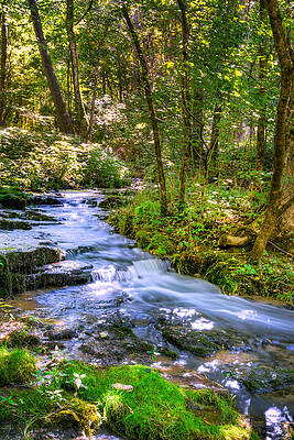 Wall Art - Photograph - Forest creek by Alexey Stiop