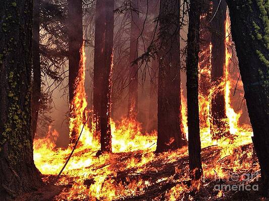 Forest Fire by Daniel Bradley