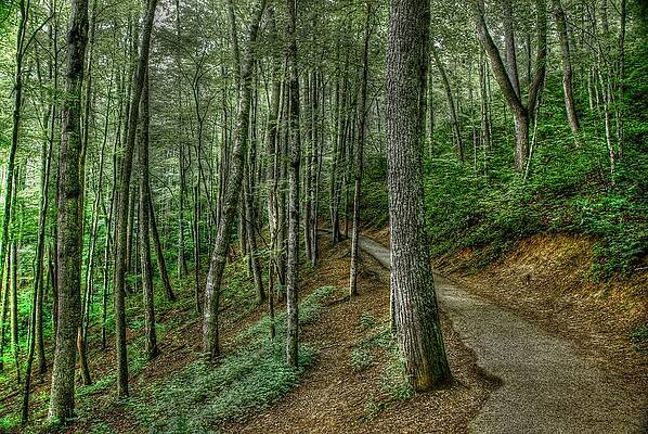 Wall Art - Photograph - Forest Path by Crystal Wightman