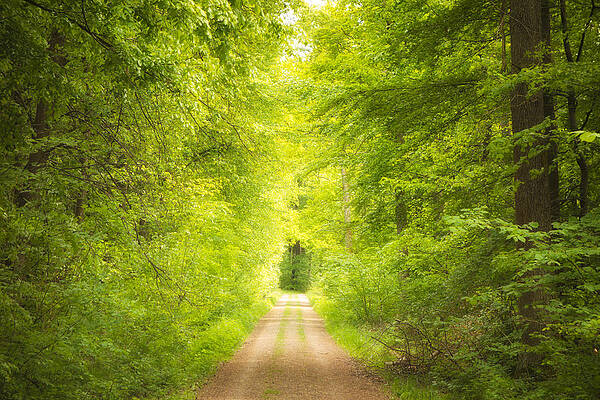 Wall Art - Photograph - Forest path leading into the light by Matthias Hauser