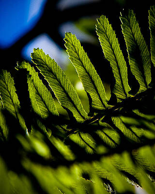 Forever Fern by Guy Hoffman Forever Fern by Guy Hoffman