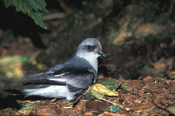 Wall Art - Photograph - Fork-tailed Storm Petrel by USFWS/Science Source