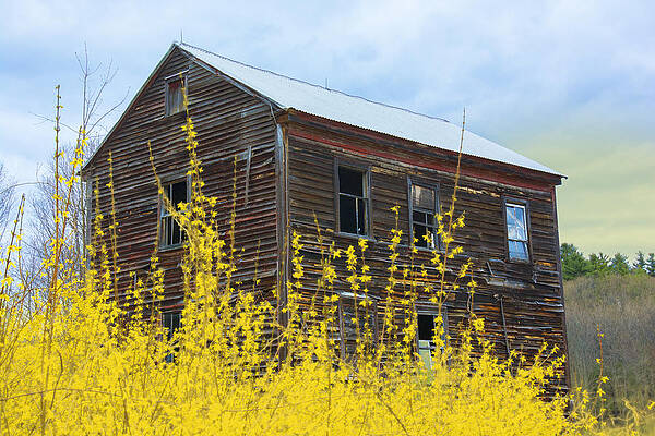 Forsythia by David Phoenix