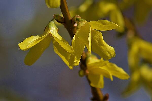 Forsythia by Lisa Kane Forsythia by Lisa Kane