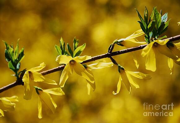 Forsythia, Heralds Of Spring by Marcus Dagan Forsythia, Heralds Of Spring by Marcus Dagan