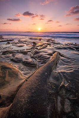 Wall Art - Photograph - La Jolla - Hospital Point Fossil by Alexander Kunz