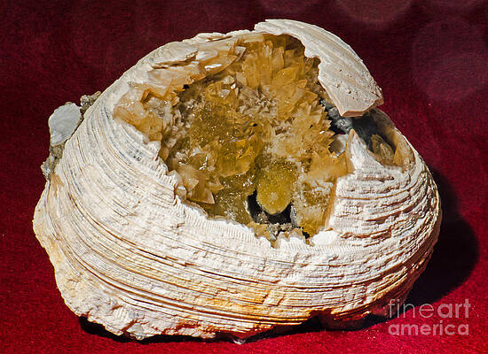 Wall Art - Photograph - Fossil Clam With Calcite Crystals by Millard H. Sharp