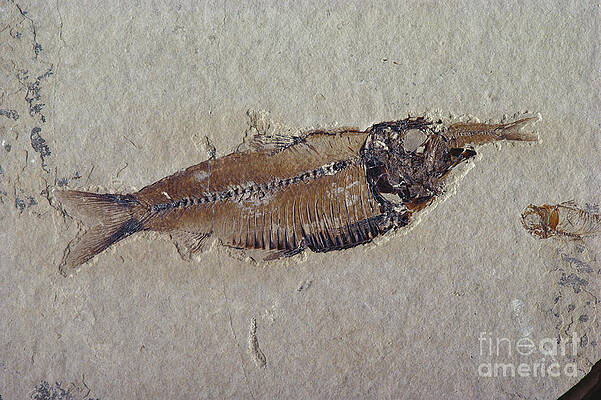 Wall Art - Photograph - Fossil Fish by James L Amos
