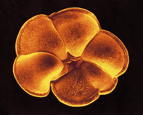 Wall Art - Photograph - Fossil Foraminifer by Dee Breger