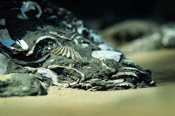 Wall Art - Photograph - Fossil Fragments by Rebecca Sherman