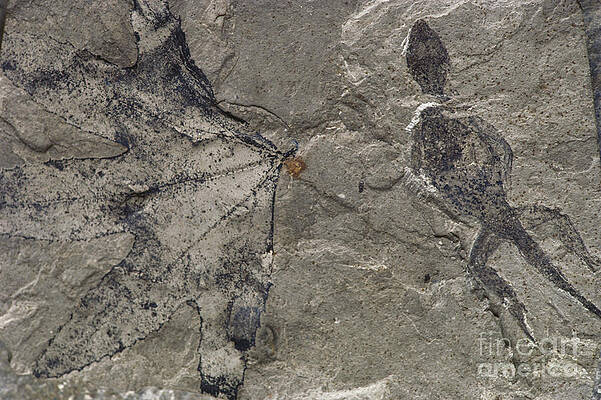 Wall Art - Photograph - Fossil Lizard And Leaf by James L. Amos