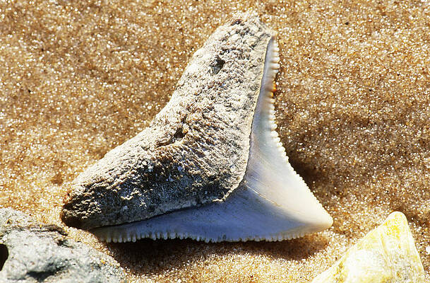 Wall Art - Photograph - Fossil Shark Tooth by Millard H Sharp
