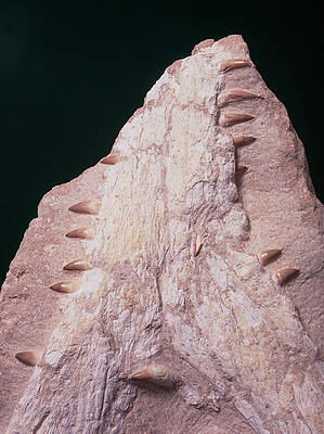 Wall Art - Photograph - Fossilised Crocodile Jaw by Science Photo Library