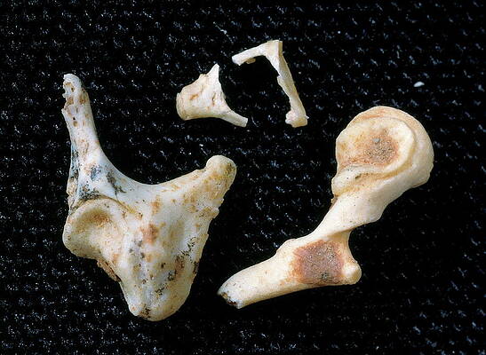 Wall Art - Photograph - Fossilised Ear Bones by Science Photo Library