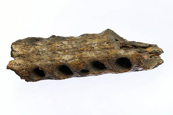 Wall Art - Photograph - Fossilised Gharial Crocodile Snout by Science Photo Library