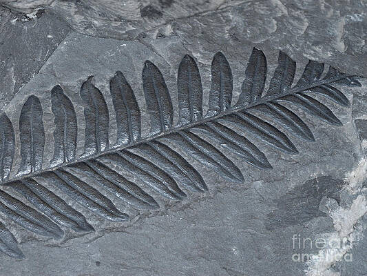Wall Art - Photograph - Fossilized Fern by Scott Camazine
