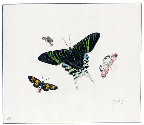 Four Butterflies Print by Herman Henstenburgh