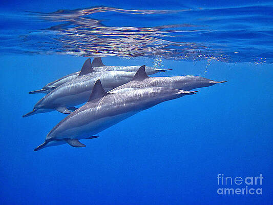Four Spinner Dolphins by Bette Phelan Four Spinner Dolphins by Bette Phelan