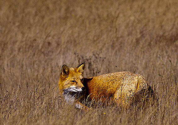 Fox hunting in the fields by Michael Bowland