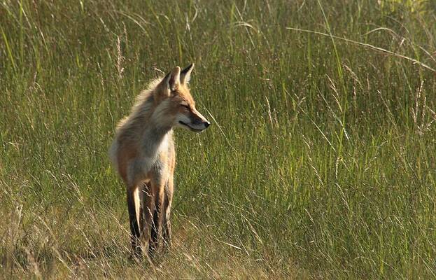 Fox In Tall Grass by Stephen Thomas