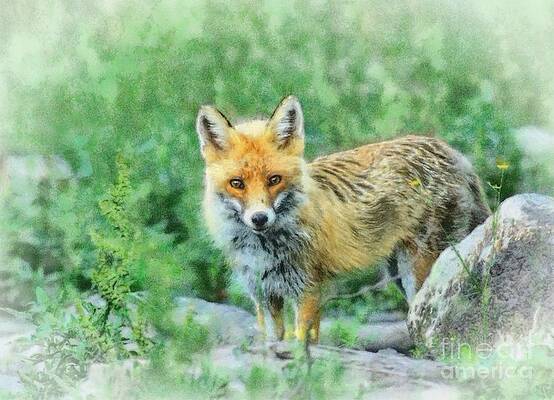 Fox in the rocks by Czesznak Zsolt