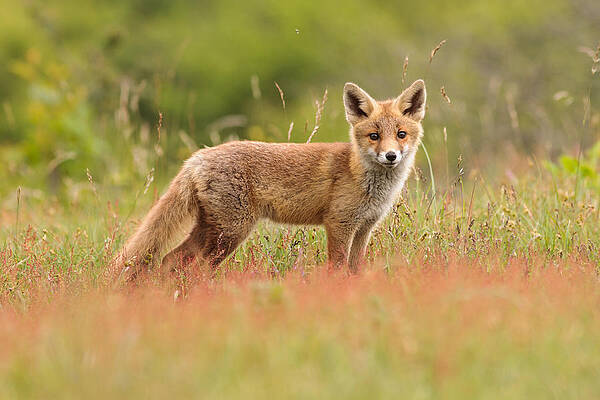 Wall Art - Photograph - Fox Kit in a Field of Sorrel by Roeselien Raimond