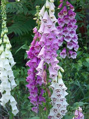 Wall Art - Photograph - Foxglove After The Rains by Eunice Miller