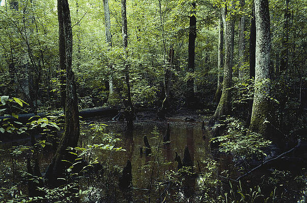Wall Art - Photograph - Francis Beidler Forest by Larry Cameron