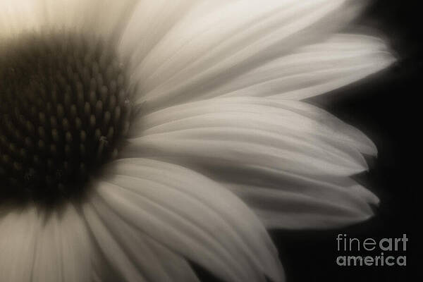 Wall Art - Digital Art - Free Will by Macro Abundance Art
