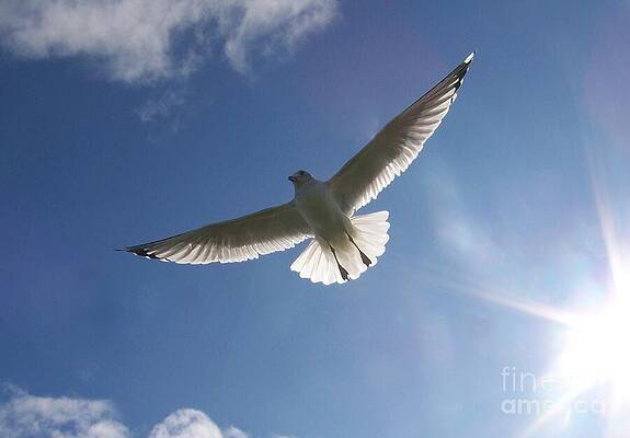 Freedom Flight by Jackie Mueller-Jones Freedom Flight by Jackie Mueller-Jones