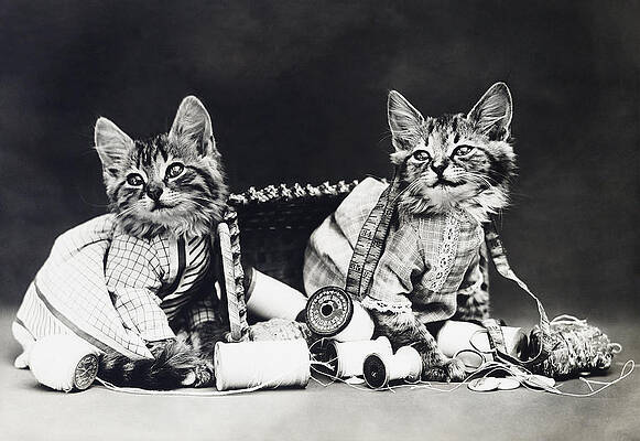 Wall Art - Photograph - Frees Kittens, C1915 by Granger