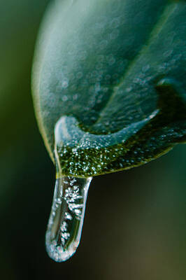Wall Art - Photograph - Freezing by SAURAVphoto Online Store