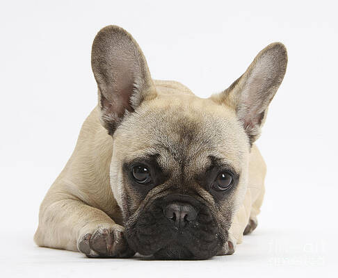 Wall Art - Photograph - French Bulldog by Mark Taylor