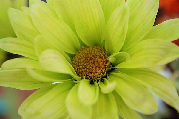 Fresh As A Daisy by Marcia Breznay Fresh As A Daisy by Marcia Breznay
