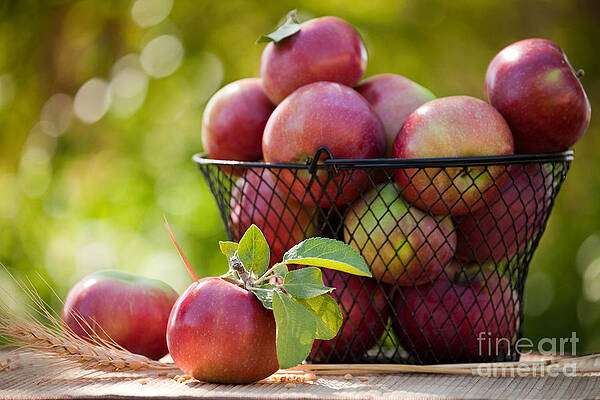 Fresh Picked Apples by Cindy Singleton Fresh Picked Apples by Cindy Singleton